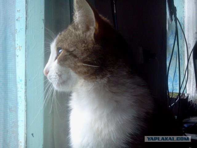 Котовторник