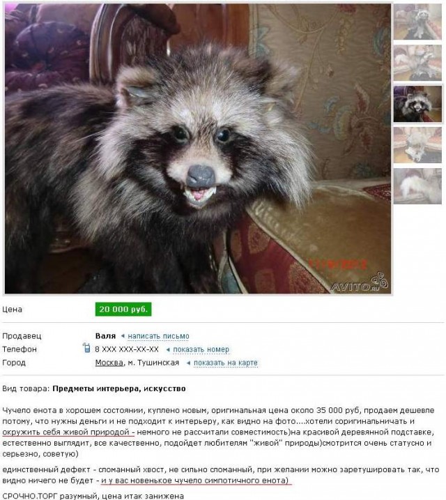 Чучело лисы