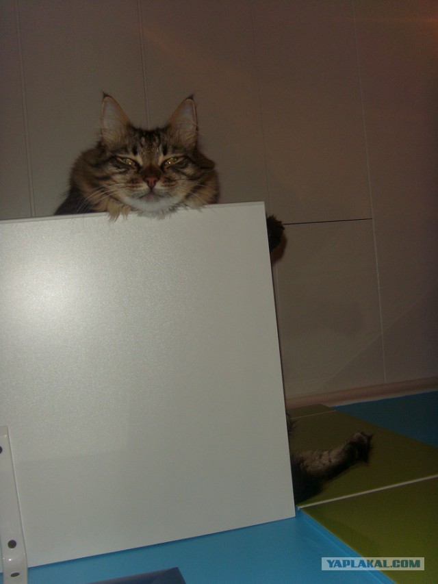 Котэподборка