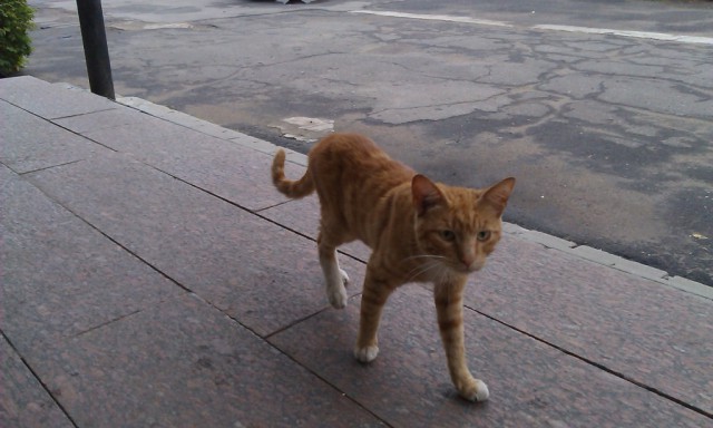 Котовторник 28.07.2015