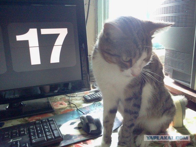 Котовторник 04.08.2015