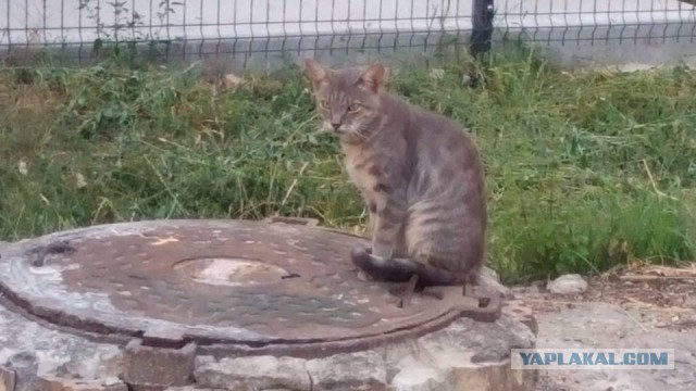 Котовторник 25.08.2015