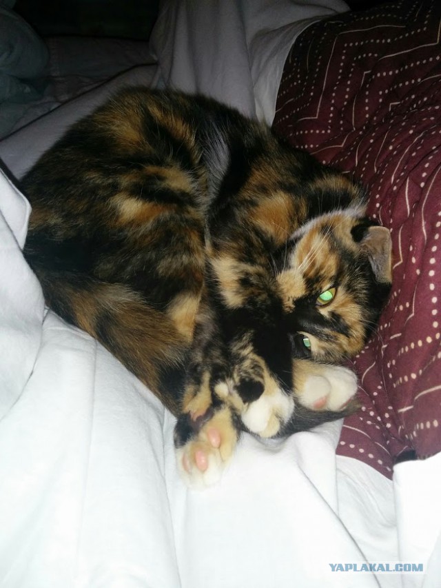 Котовторник 15-09-2015 !