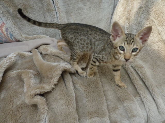 Котовторник 03.11.2015