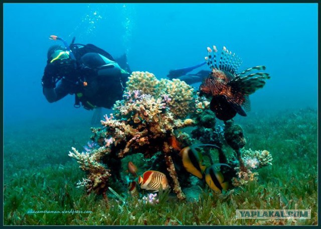 Красное море