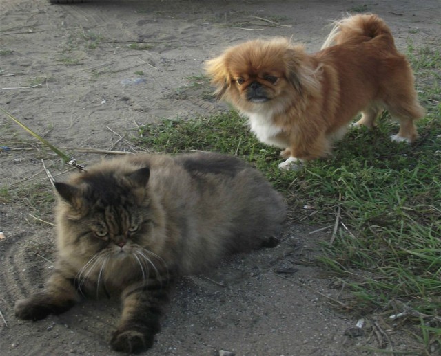 Котовторник