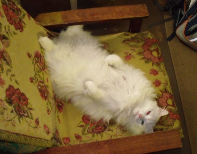 Котовторник  01.03.2016