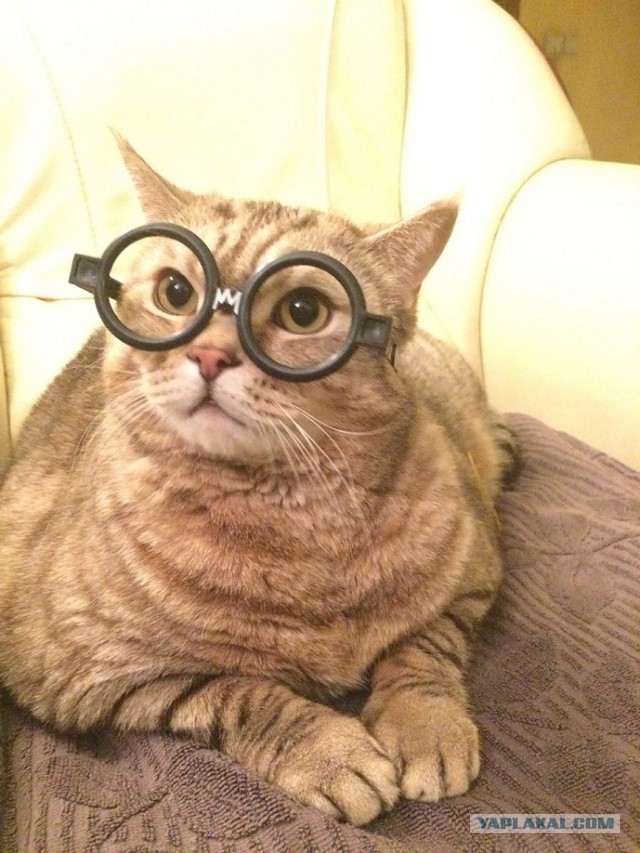 Котовторник 07.06.2016