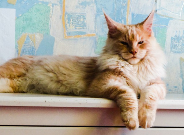 Котовторник 05.07.16