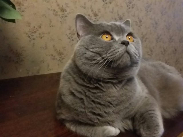 Прикольные животные