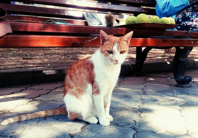 Котовторник 06.09.2016