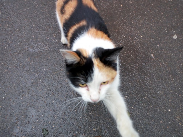 Котовторник 20.09.2016