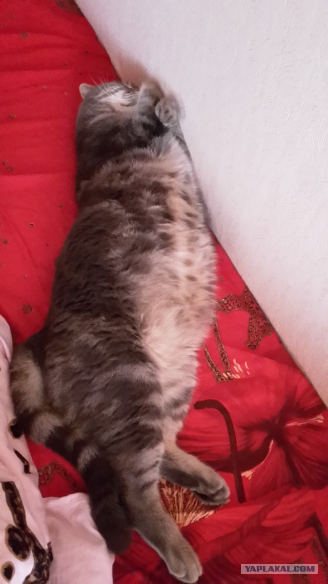 Котовторник 04.10.16