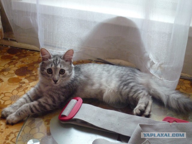 Котовторник 18.10.2016