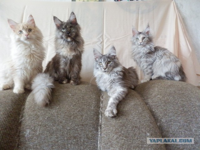 Котовторник 10.01.2017