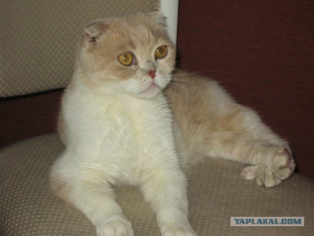Котовторник 24.01.2017