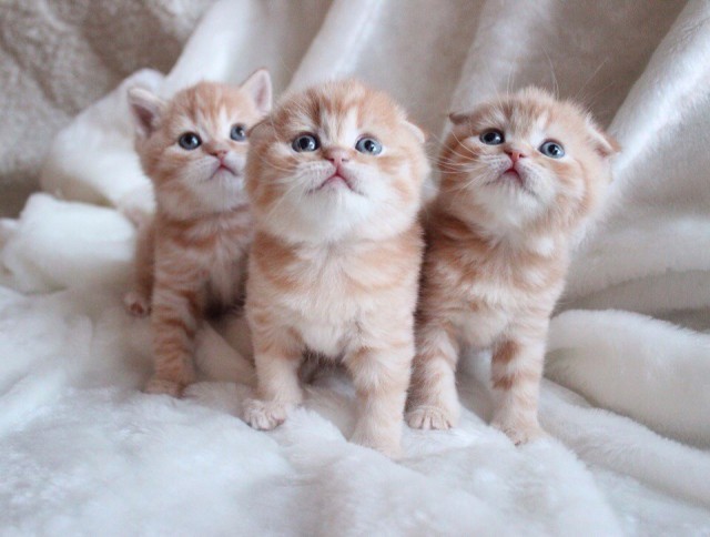 Коты из сети