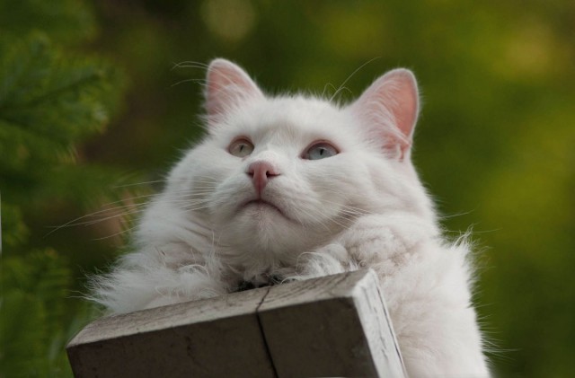 Коты из сети