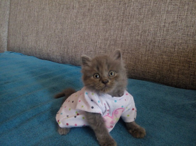 Коты и Кошки