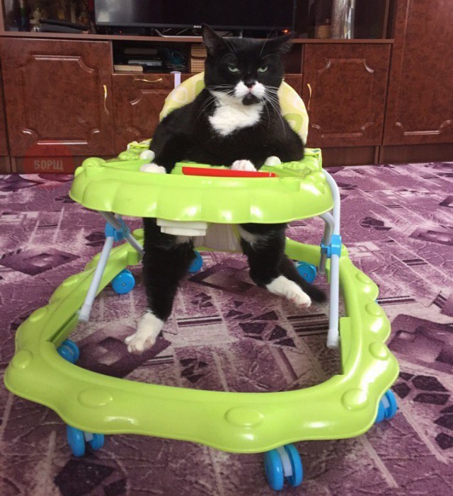 Коты и Кошки