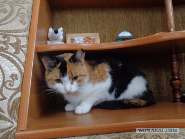 Котовторник 11.07.2017