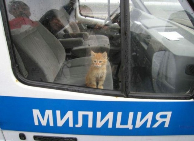 Коты и Кошки
