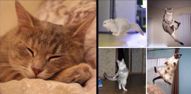 Коты и Кошки