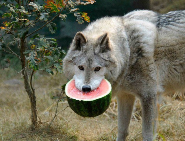 Живность из сети