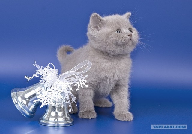 Котовторник на ЯПлакалъ