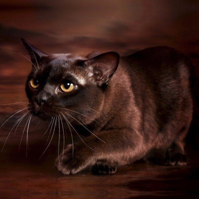 Немного милоты