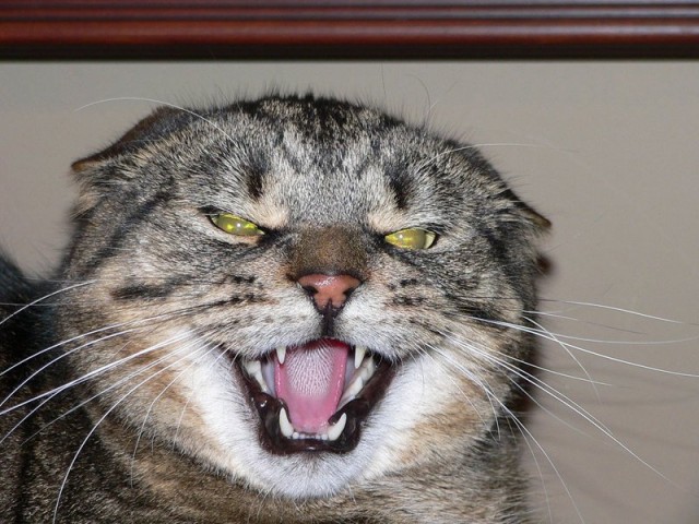 Котовторник!