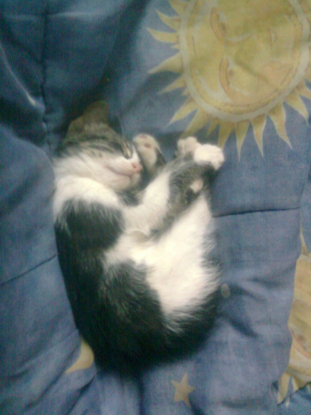 Котовторник  07.06.11