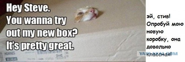 Ну и где ваш котовторник?