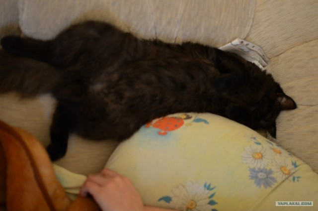 Котовторник 8 мая 2012