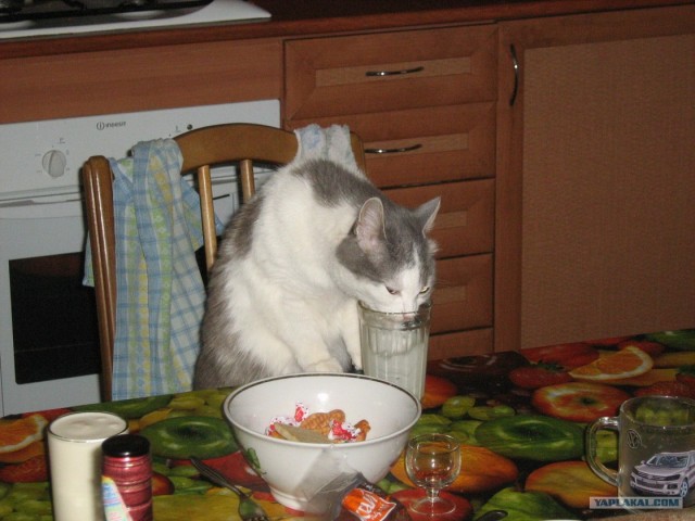 Котовторник 10. 07. 2012