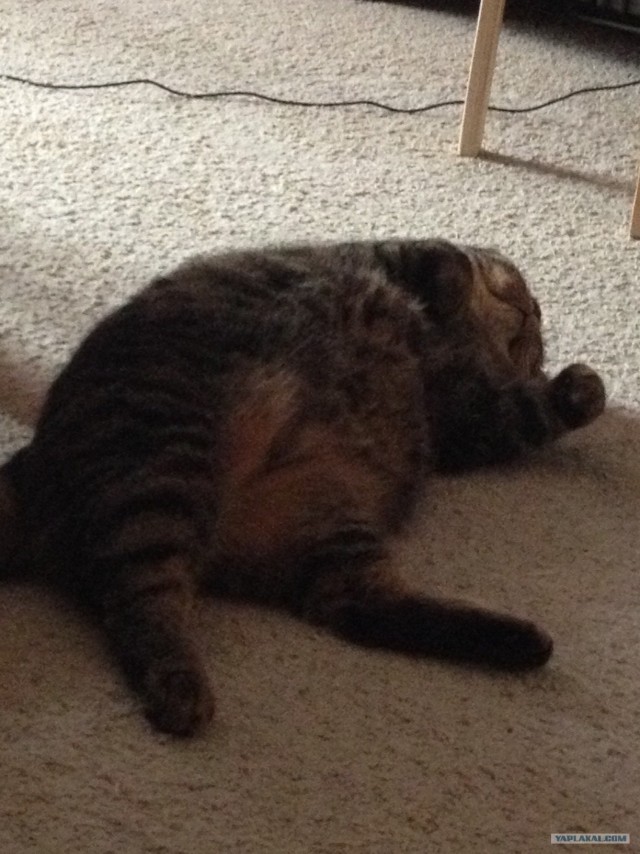 Котовторник 30.10.2012