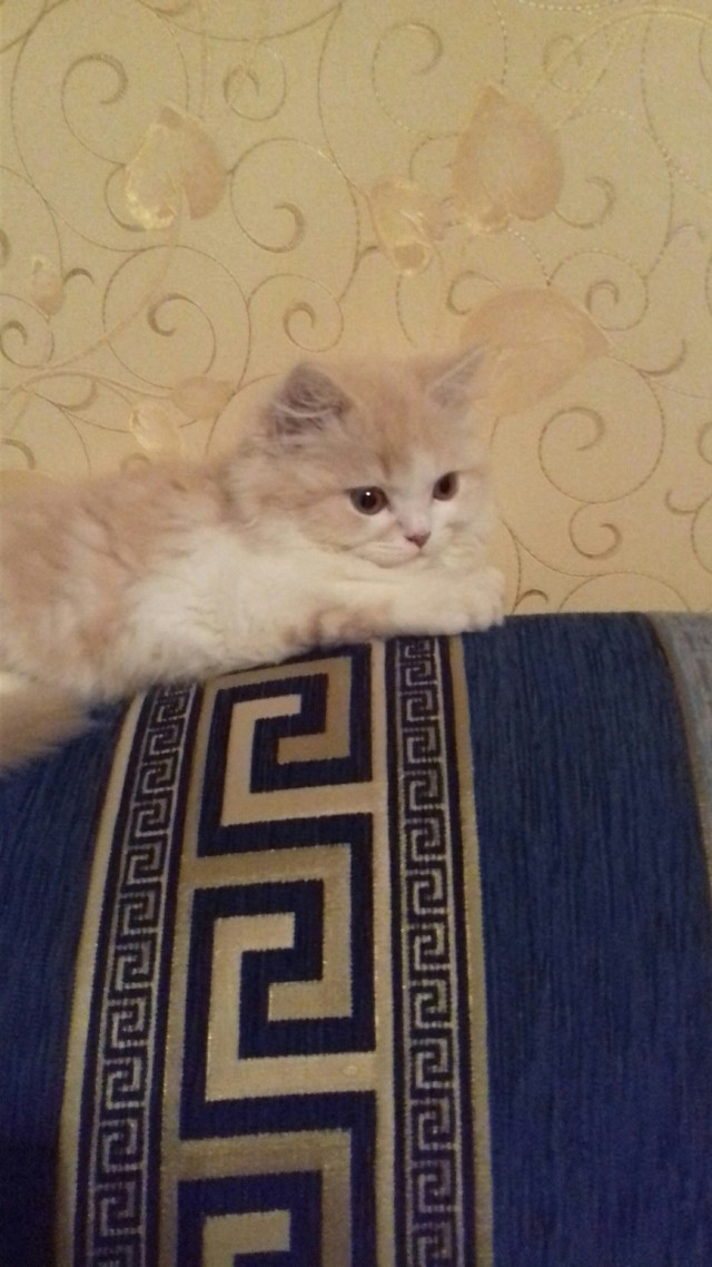 Забавные фото котеек