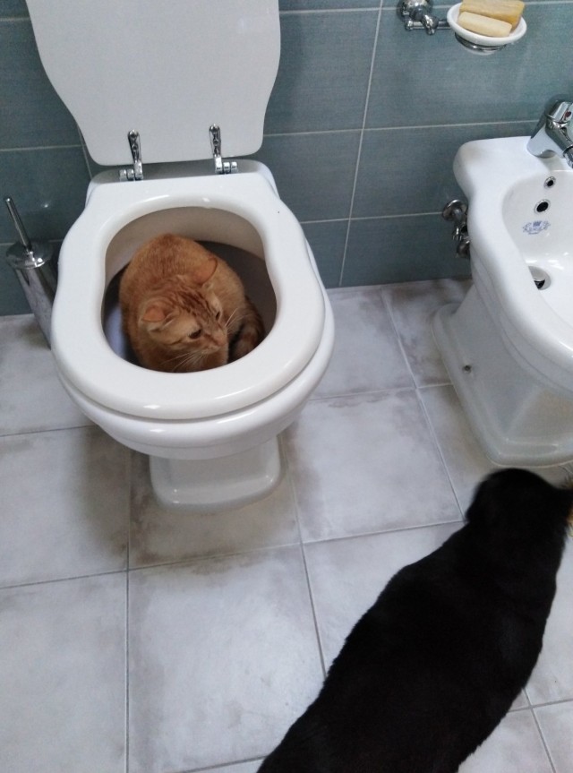 Коты, которые нас порадовали!