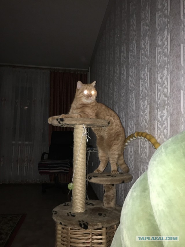 Коты, которые спят где попало и как попало