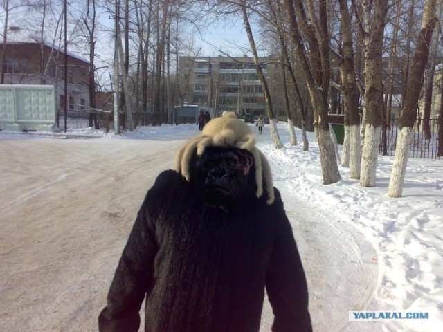 Хедкрабы в твоем городе!
