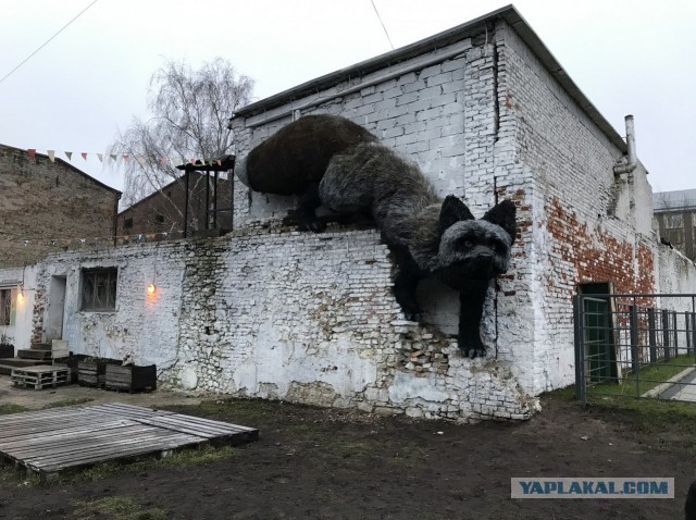 Зловещая Лиса из Латвии