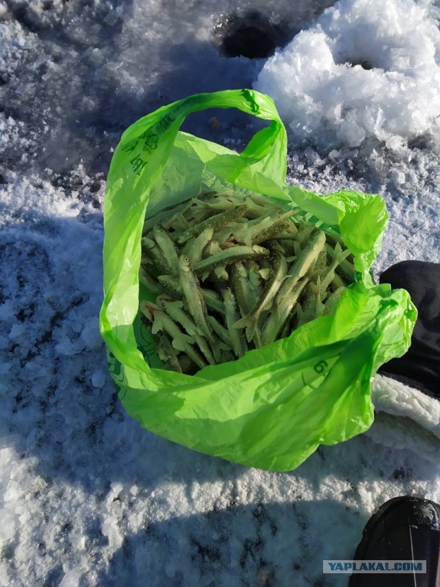 Типичный вечер пятницы петербуржца