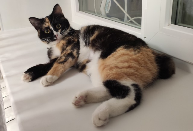 Котовторник