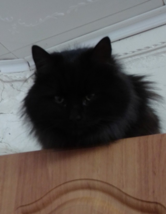 Котовторник 21.12.21