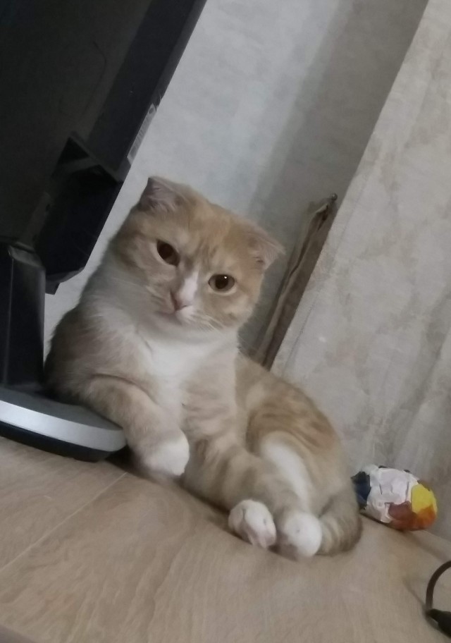 Котовторник вроде.