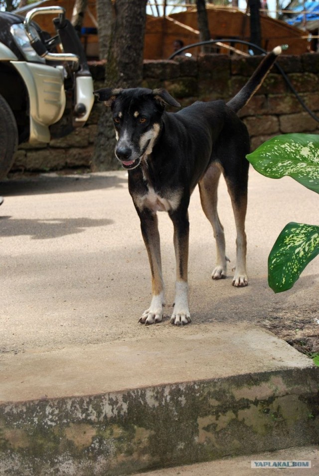 ГоА свои впечатления