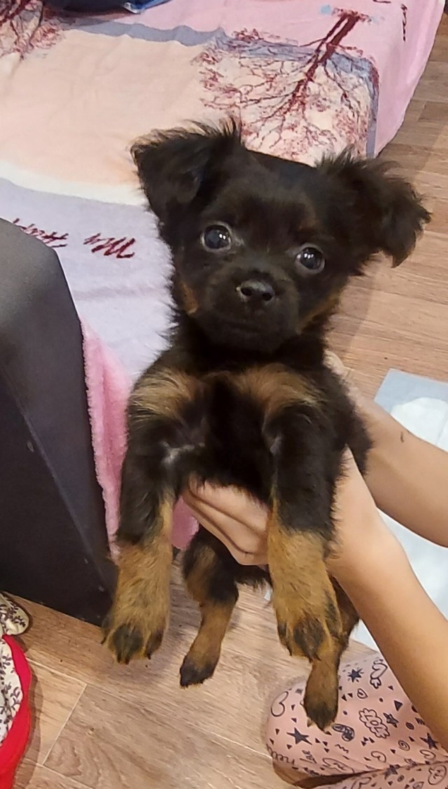 Мой собакочетверг