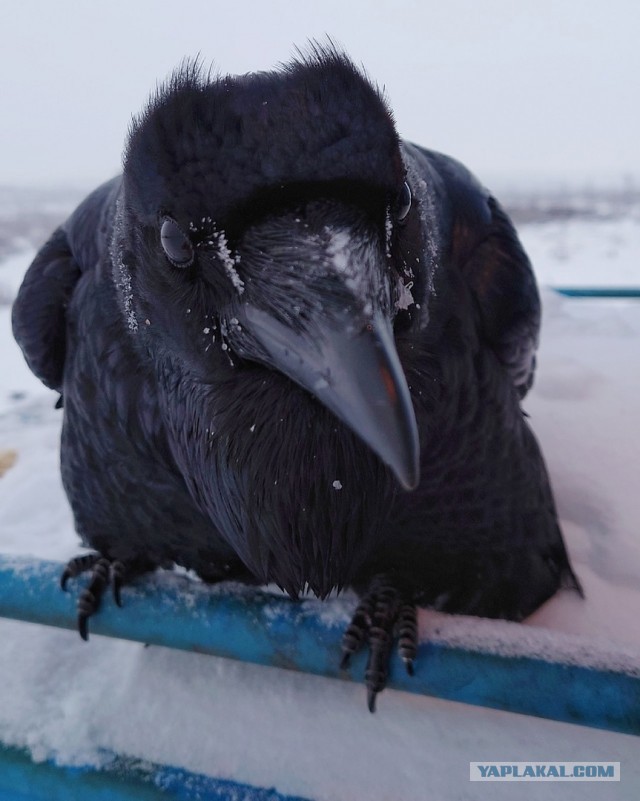 Железнодорожники и ворона