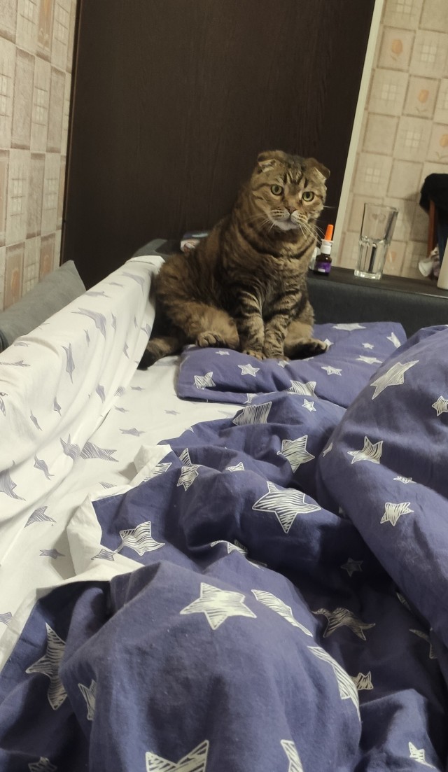 Пройдемся по котикам?!