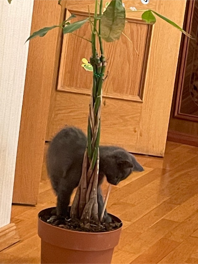 Кот Сырник
